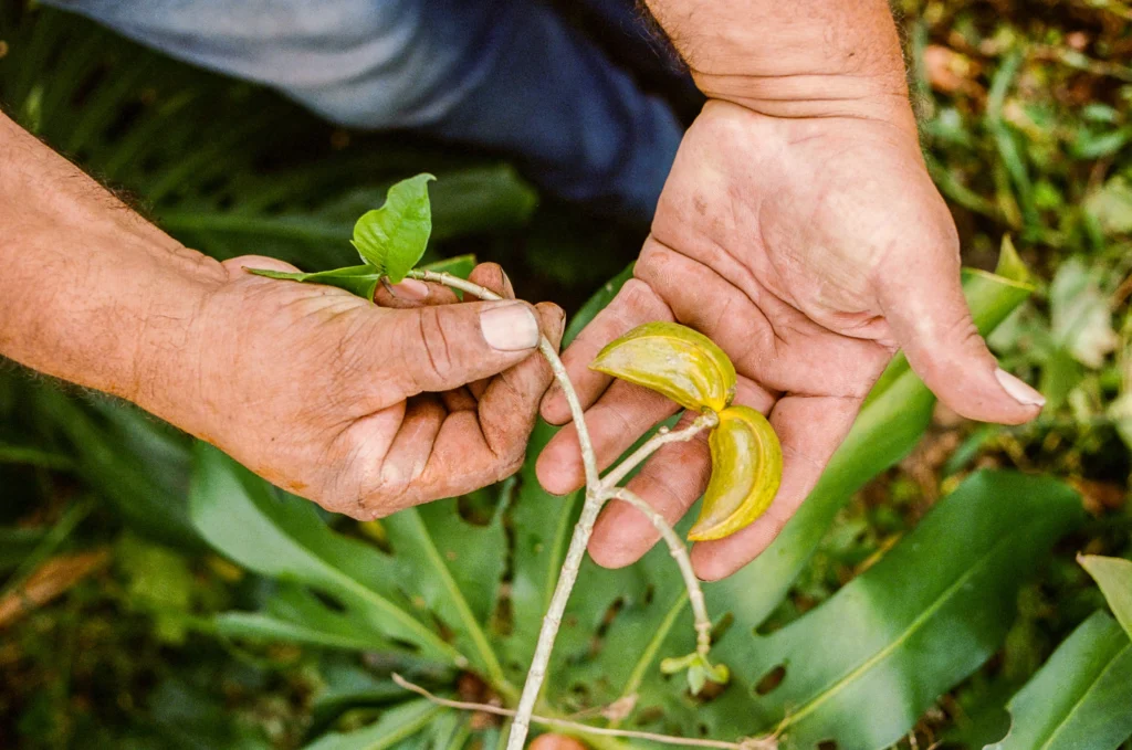 semilla en proceso de germinacion en una plantacion acargo de Treeoma