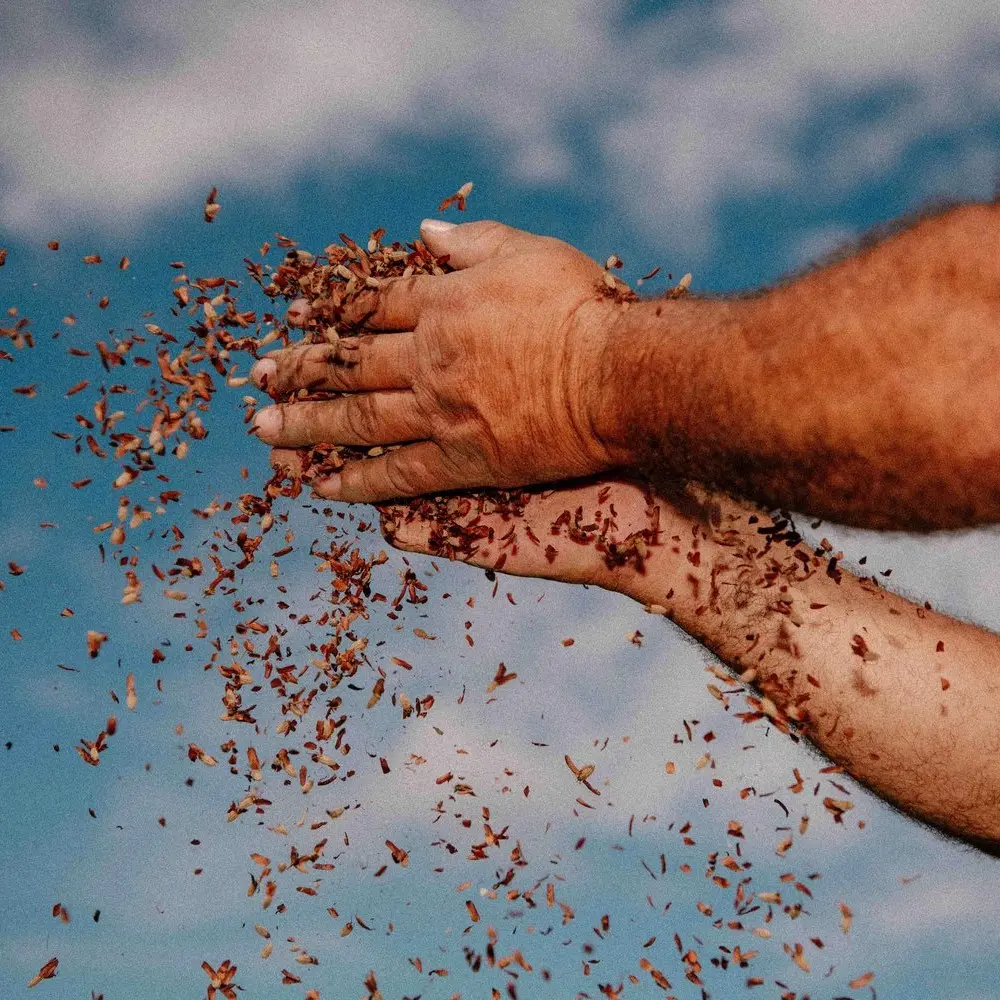 Hombre regando semillas nativas con sus manos como parte de un proceso de reforestación en Colombia
