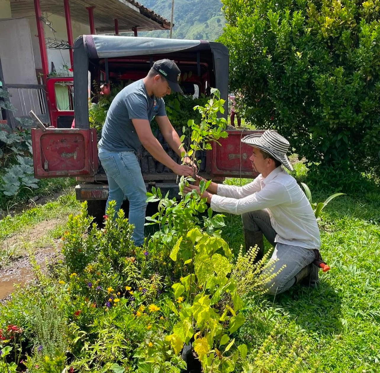 dos Hombre sembrando árbol nativo como parte de un plan de reforestación empresarial en Colombia