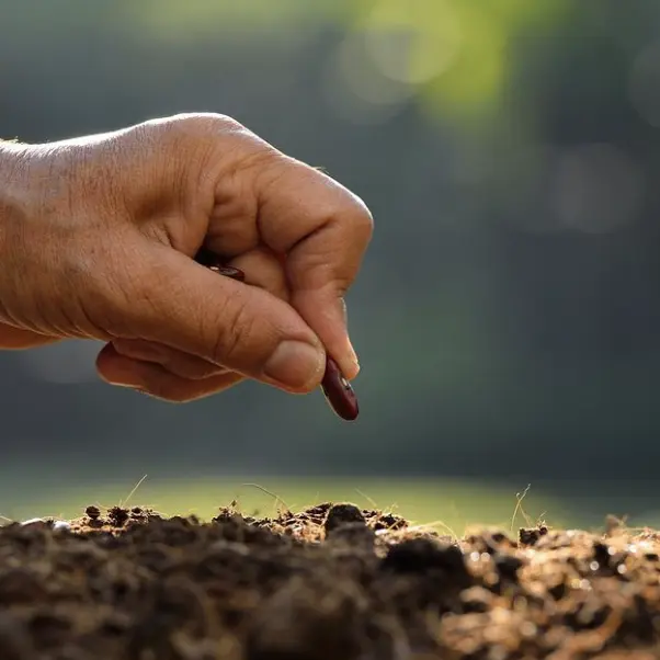 Mano sembrando semilla nativa como parte de la compensación de huella de carbono en Colombia